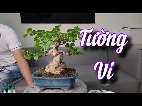 Video SH.6495. Từ bé tới giờ mới được ngắm cây Tường vi... - youtube
