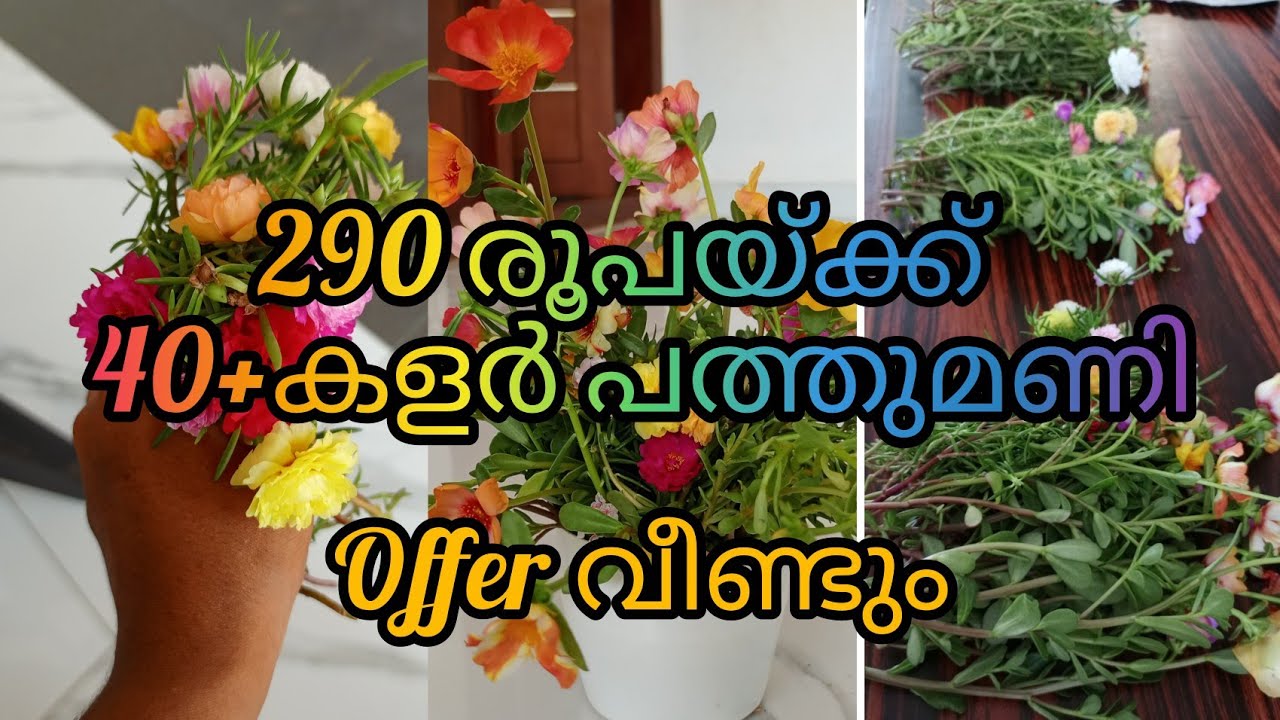 290 രൂപയ്ക്ക് 40+ പത്തുമണി 