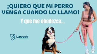 ¿CÓMO HACER QUE MI PERRO VENGA CUANDO LO LLAMO?  Lauvet