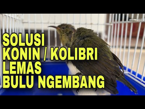 Video: Mengapa burung kolibri menjadi mati lemas?