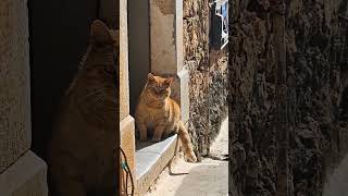 Top 5 Must-See Attractions in Kardamili, Greece
