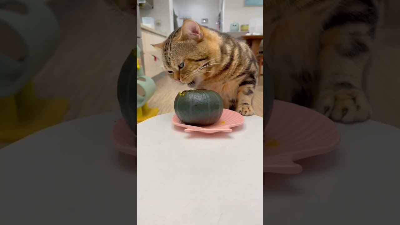 Cute Cat Eating Pumpkin 😋🥰🥺😺🐈😍🤩😀😁