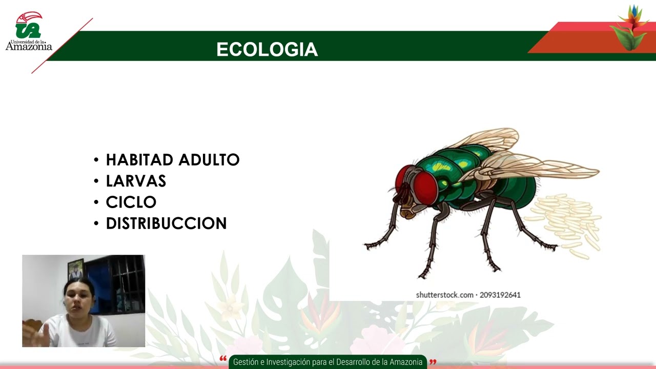 DIPTERO-FAMILIA CALLIPHORIDAE