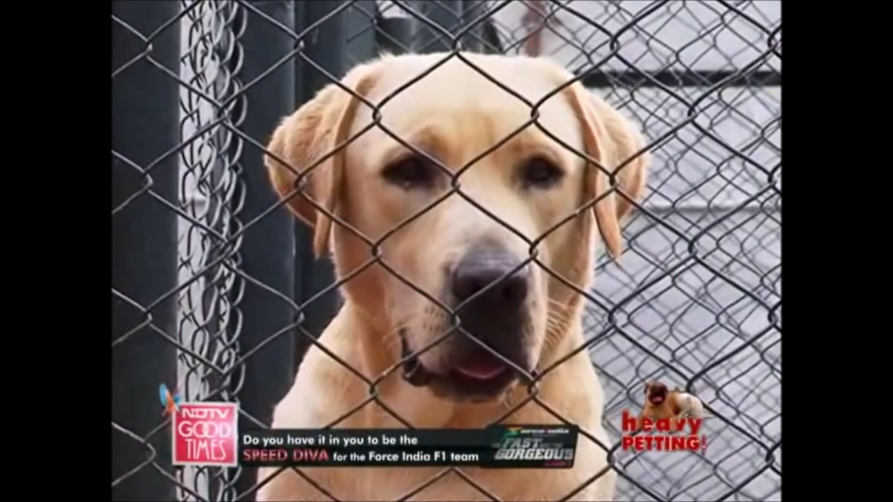 Greenfield Kennels YouTube