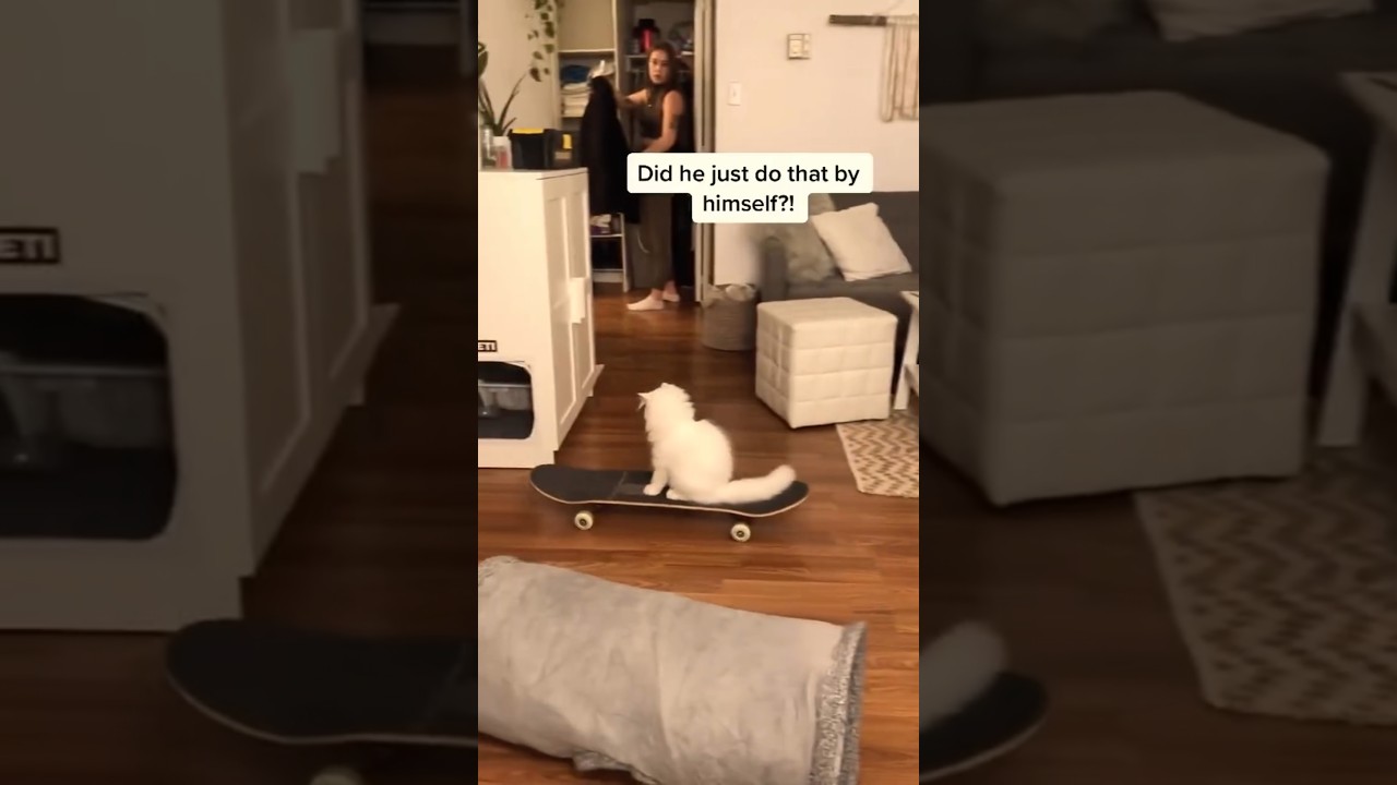 Every Cat In This Video Has 200 IQ 💀