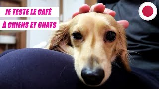 LES CAFÉS À CHIENS ET CHATS AU JAPON ! 🇯🇵 (OSAKA) #74