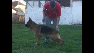 Rona Noster Amicus-4 ½ year's old (26.o4.2o12)