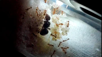 An EMPIRE is born | Big-Headed Ants | Pheidole noda Week 4