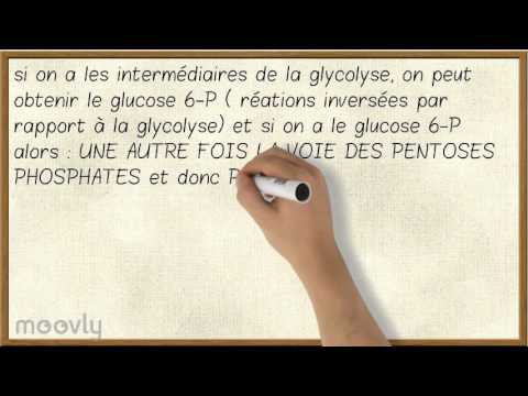 Vidéo: Quel est le but de la phase non oxydante de la voie des pentoses phosphates ?