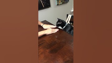 Cat playing shell game