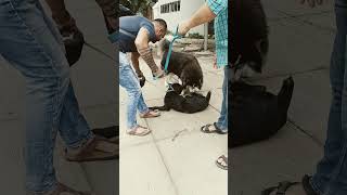 Bandra West Mumbai Maharashtra Rizvi college dog Park in cata road bendra west #dog #dogshorts