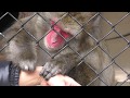 飼育員さんの毛繕いをするニホンザルの『モモ』 (大内山動物園) 2018年1月3日