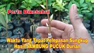 Waktu Yang Tepat Pelepasan Sungkup Hasil SAMBUNG PUCUK Durian Agar Tidak Mengalami Kematian