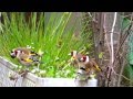 Mica Vasic : The Goldfinches...   Life in an aviary ...
