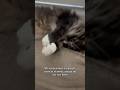 Make sure you do THIS with your #cat 🐈⬛
