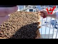 Die Radio Wuppertal Bienen - unser Kindertal Honig