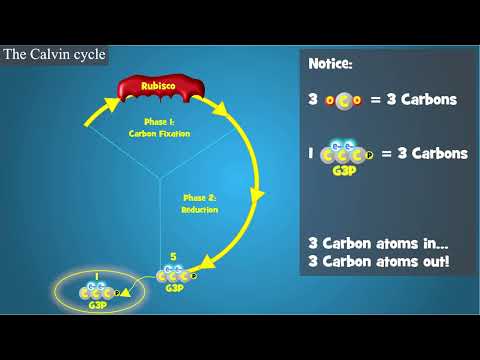 Photosynthesis: The Calvin Cycle