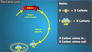Photosynthesis: The Calvin Cycle by BioMan Biology 198,717 views 1 year ago 3 minutes, 55 seconds