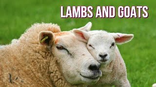 Goats/Sheep Are Amazing  🐏Compilation🐐