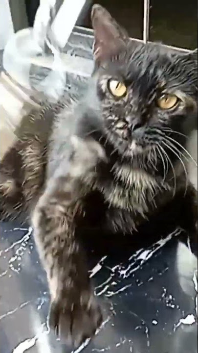 kucing berantem sama kucing kecil, mp3 kucing berantem, mp3 suarakucing berantem, nada dering kucing