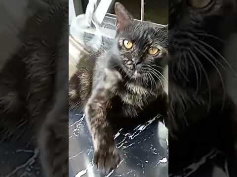 nada dering suara anak kucing kecil mengeong