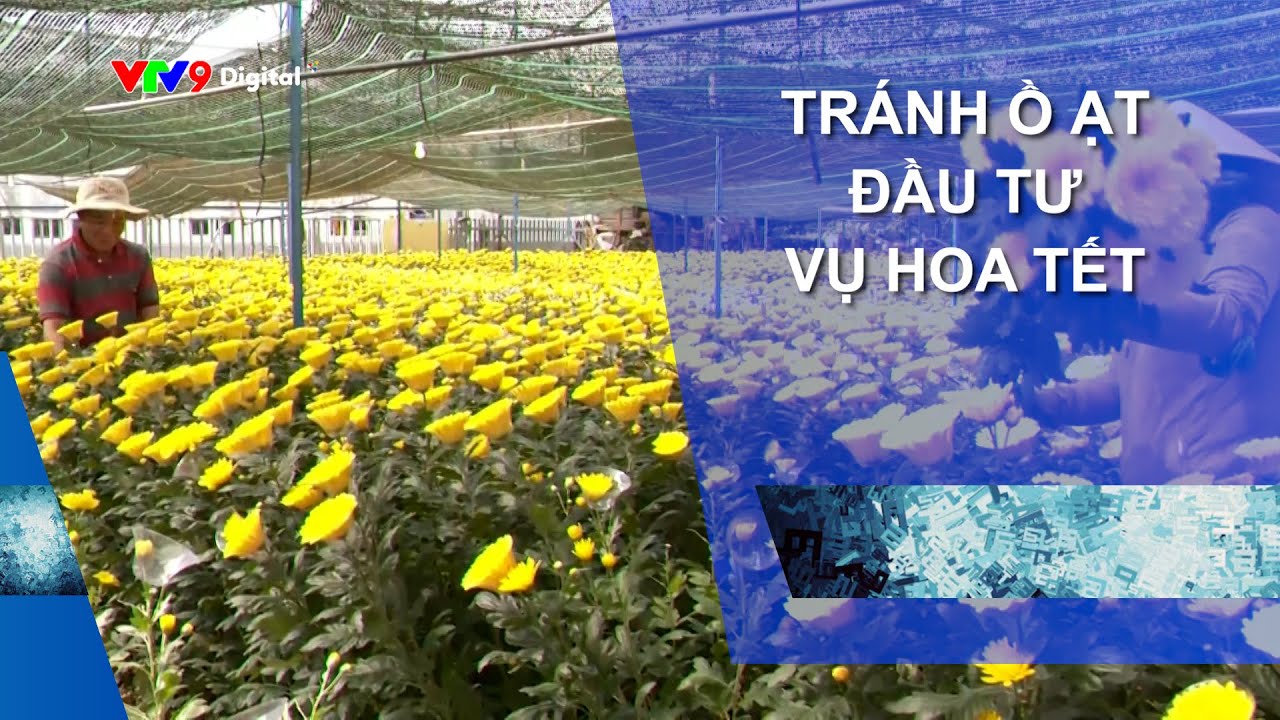 TRÁNH Ồ ẠT ĐẦU TƯ VỤ HOA TẾT