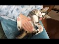 膝の上で撫でられてゴロゴロするオデコがかわいい