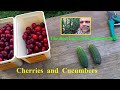 Fruit and vegetable garden // The first harvest of cherries and cucumbers on Sunday June 22, 2025