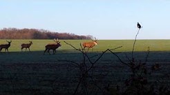 Harde cerf et biche en forêt de châteauneuf en thymerais