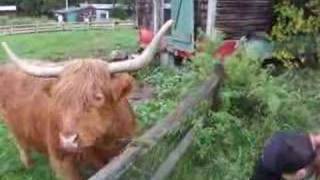 Emo Cow Gets Fed