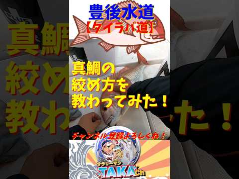 真鯛の絞め方を教わってみた#大分県 #fishing #釣り #タイラバ #フリスビー