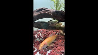 Enjoy with Aquarium life #aquarium #fishtank