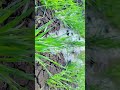 #kisan #video #shortvideo #farmerstruggle #nature