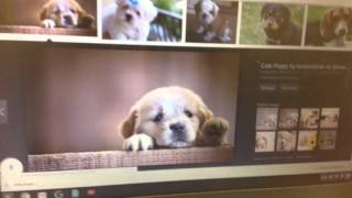 Grade 6 Research Presentation Assignment 4.2