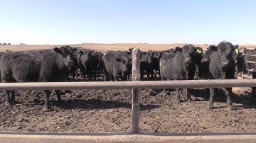 Angus VNR: Market Rewards Healthy Cattle