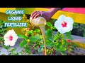 Making best strong liquid fertilizer At home  || Organic fertilizer for flowering and  fruiting