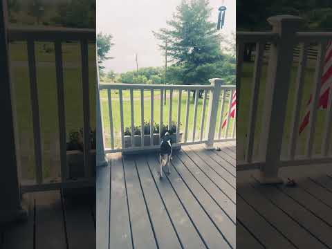 Beautiful morning at pencil’s place 2026…👍😋🇺🇸🇺🇸🇺🇸🐶❤️