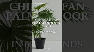 peace lily buy Peace Lily Plant