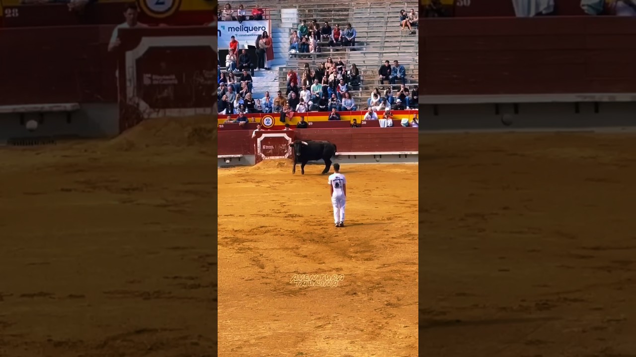 Самые опасные моменты корриды... Чудесное спасение! 