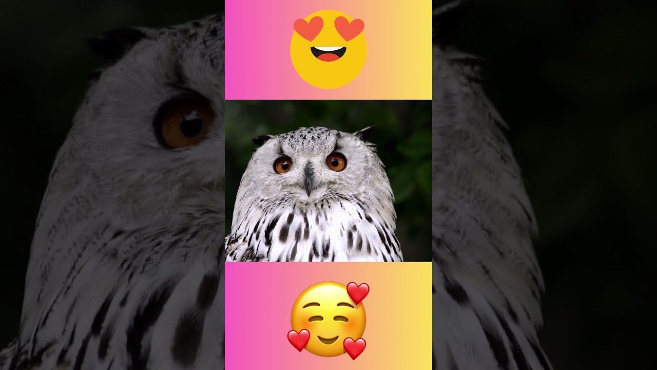 Schönheit der Eulen 