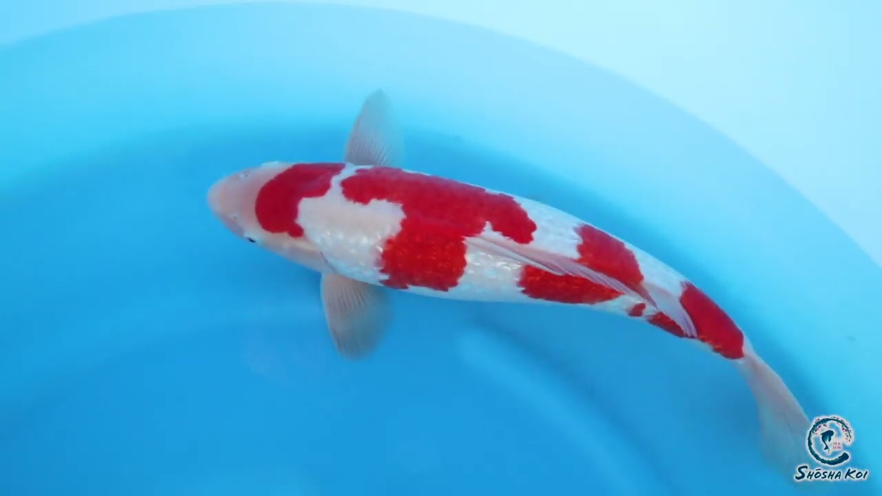 Gin Rin Kohaku by Maruyama SK 758