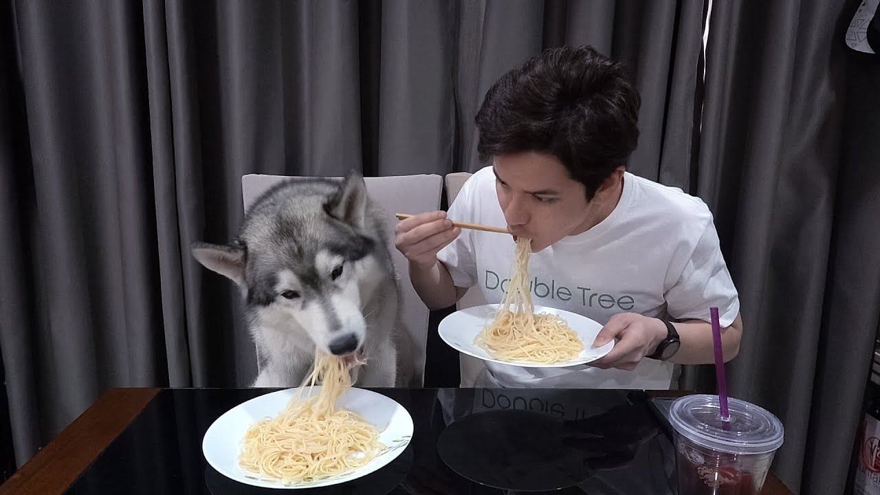 Husky Spaghetti Spaghetti Eating Competition: My Siberian Husky Dog vs. Me - YouTube