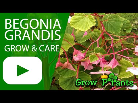 Video: Begonia Uit Sade Tuis (16 Foto's): Plant En Kweek Begonia -sade Tuis. Wanneer Om Sade Vir Saailinge Te Saai?
