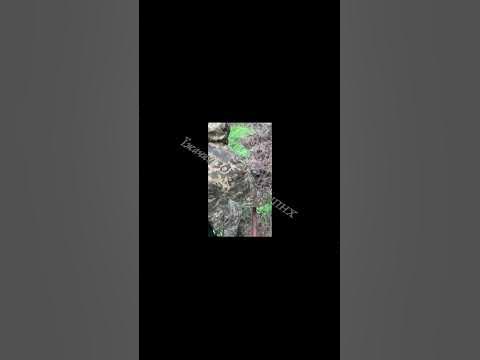 ПФМ-1, ПФМ-1С «Лєпєсток» протипіхотна фугасна міна - YouTube