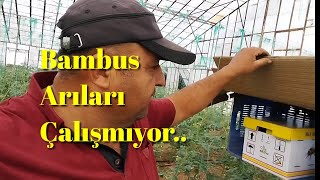 Sıcaktan Bambus Arıları Çalışmıyor. Serik Çakallık Mah.antalya