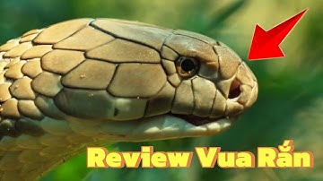 Reivew Vua Rắn Hổ Mang Chúa | Đi Tìm Loại Rắn Mạnh Nhất - Động Vật Hoang Dã
