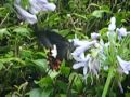 ムラサキアゲハが蜜を求めて飛び回る