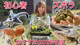 育てよカメ Just plant! Effortless vegetable gardening for living creatures