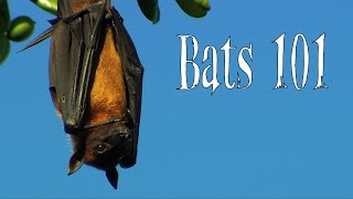 Bats 101