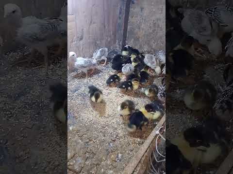 هل ينفع نربي البط والفراخ مع بعض تجربتي من عمر يوم لحد شهر